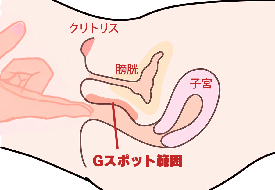 Gスポット場所解説のイラスト